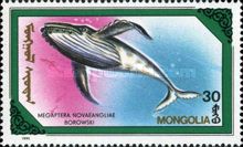 Humpback Whale (Megaptera novaeangliae)