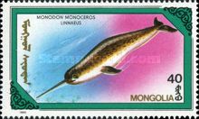 Narwhal (Monodon monoceros)