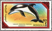 Common Bottlenose Dolphin (Tursiops truncatus)