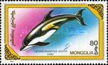 Atlantic white-sided Dolphin (Lagenorhynchus acutus)