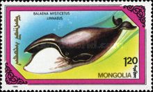 Bowhead Whale (Balaena mysticetus)