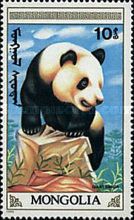 Giant Panda (Ailuropoda melanoleuca)