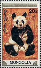 Giant Panda (Ailuropoda melanoleuca)