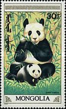 Giant Panda (Ailuropoda melanoleuca)