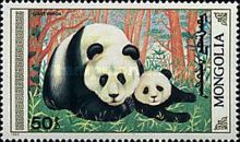 Giant Panda (Ailuropoda melanoleuca)