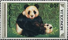 Giant Panda (Ailuropoda melanoleuca)