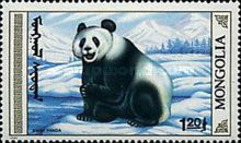 Giant Panda (Ailuropoda melanoleuca)