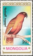 Kea (Nestor notabilis)