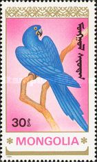 Hyacinth Macaw (Anodorhynchus hyacinthinus)
