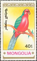 Australian King Parrot (Alisterus scapularis)