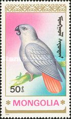 African Grey Parrot (Psittacus erithacus)