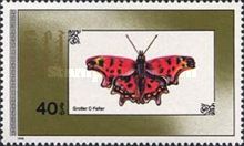 Comma Butterfly (Polygonia c-album)