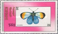 Orange Tip (Anthocharis cardamines)