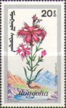Dianthus superbus