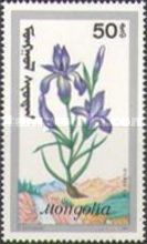 Iris sibrica
