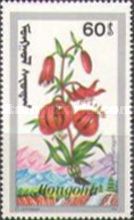 Lilium martagon