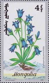 Peach-leaved Bellflower (Campanula persicifolia)