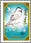 Black-capped Chickadee (Poecile atricapillus)