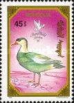 Crested Shelduck (Tadorna cristata)
