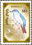 Mountain Bluebird (Sialia currucoides)