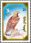 Golden Eagle (Aquila chrysaetos)