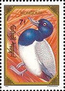 Greater Scaup (Aythya marila)