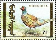 Common Pheasant (Phasianus colchicus)