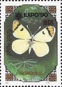 Orange Tip (Zegris fausti)