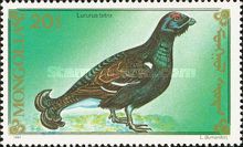 Black Grouse (Lyrurus tetrix)