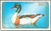 Common Shelduck (Tadorna tadorna)