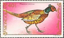 Common Pheasant (Phasianus colchicus)