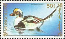Long-tailed Duck (Clangula hyemalis)