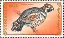 Hazel Grouse (Tetrastes bonasia)