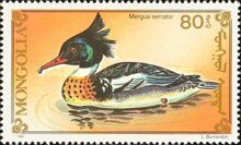 Red-breasted Merganser (Mergus serrator)