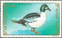 Common Goldeneye (Bucephala clangula)