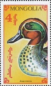 Eurasian Teal (Anas crecca)