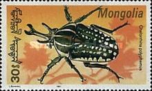 Giant African Fruit Beetle (Chelorrhina polyphemus)