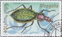 Carabid Beetle (Coptolabrus coelestis)