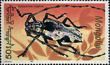Epepeotes Longhorn Beetle (Epepeotes togatus)