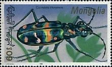 Chinese Tiger Beetle (Cicindela chinensis)