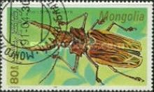 Macrodontia Longhorn Beetle (Macrodontia cervicornis)