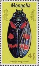 Froghopper Beetle (Cercopis sanguinolenta)