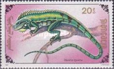 Green Iguana (Iguana iguana)