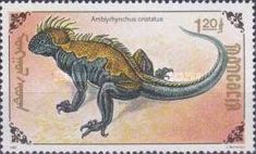 Marine Iguana (Amblyrhynchus cristatus)