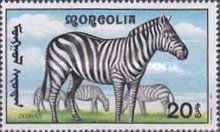 Burchell’s Zebra (Equus quagga burchellii)