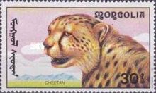 Cheetah (Acinonyx jubatus)