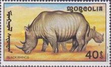 Black Rhinoceros (Diceros bicornis)