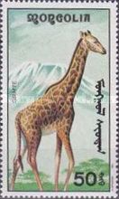 Giraffe (Giraffa camelopardalis)