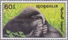 Western Gorilla (Gorilla gorilla)