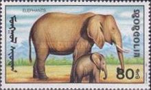 African Elephant (Loxodonta africana)
